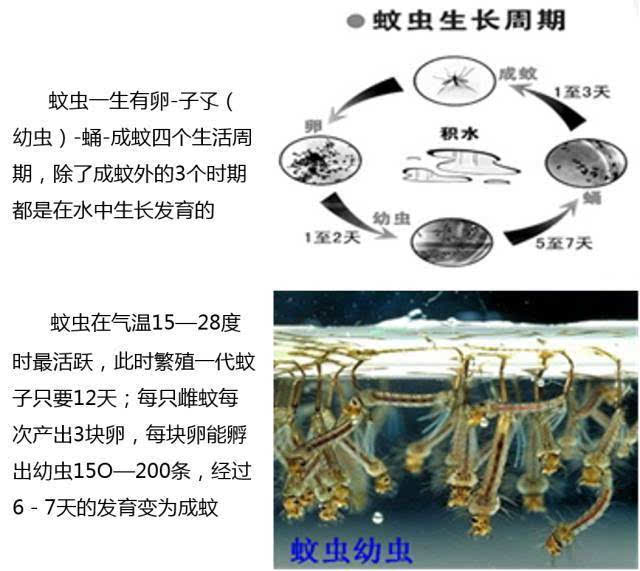 幼虫和蛹是住在水中发育,因此对蚊虫的防治要抓住蚊虫发育过程中的
